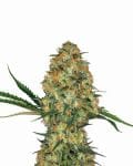 Hindu Kush Auto Feminised Seeds - 5-NV-HINK-AUTO
