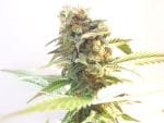 White Skunk Feminised Seeds-SDSM-WS-FEM