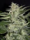 MEPH-WHCRA-AUTO-FEM