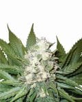Wonder Woman Auto Feminised Seeds - 5-NV-WONDER-AUTO