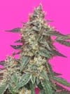 MEPH-AGEL-CBD-AUTO-FEM