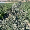 Banana Foster Feminised Seeds - 5-TRS-BF-FEM-5