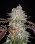 AlienZ Feminised Seeds-GH-ALZ-FEM
