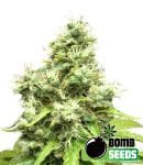 BOMB-MEDIB1-FEM