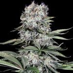 Runtz 13 Feminised Seeds - 5-G13L-RUN13-FEM-5