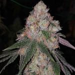 Patrón Feminised Seeds - 6-PLUG-PAT-FEM-6