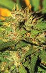 Humboldt Headband Regular Seeds - 10-HUMB-HHB-10-R
