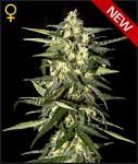 Auto Jack Herer (Seedsman) Autoflowering Seeds