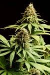 Hellfire OG Feminised Seeds-KBHOG