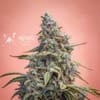 MEPH-CCH-CBD-AUTO-FEM