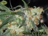 KARMA-WHITEOG-REG-12