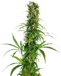 Michka Feminised Seeds-SEN-MICH-FEM