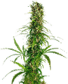 Michka Feminised Seeds-SEN-MICH-FEM