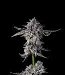 Candy Bezels Feminized Seeds