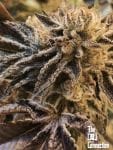 Corleone Kush Feminised Seeds - 6-CC-010-F6