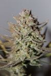 Cherry Trance Regular Seeds