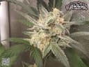Compound V F1 Auto Feminized Seeds-NOWL-COMVF1-AUTO-FEM