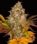 Cookies Kush Auto Feminised Seeds-BFS-COOKUSH-AUTO-FEM