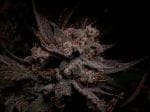 Creme de la Compton F3 Auto Feminized Seeds-NOWL-CDLCF3-AUTO-FEM