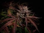 Creme de la Compton F3 Auto Feminized Seeds-NOWL-CDLCF3-AUTO-FEM