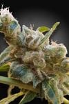 PARA-RELAX-CBD-FEM