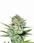Skunk #1 Auto Feminised Seeds - 5-NV-SK1-AUTO