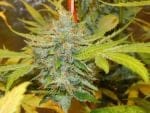 Devil's Hashplant Regular Seeds