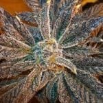 LA Cookies Feminised Seeds - 6