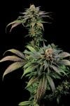 DINA-BLUE-WIDOW