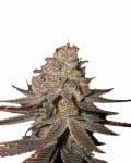 Blueberry Auto Feminised Seeds - 5-NV-BLUB-AUTO
