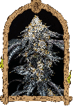 Quicklato Sherbet Feminised Seeds-EXO-QKLSH-FEM