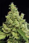 DINA-BLUE-HASH-FEM