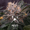 MEPH-FORCOOK-AUTO-FEM