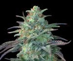 Eggnog OG Feminised Seeds - 5-G13L-EGGN-FEM-5