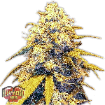 Strawberry Cake Auto Feminised Seeds-HWS-STRAW-AUTO-FEM