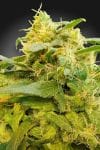 PARA-DIV-CBD-FEM