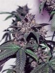 Purple Diesel Feminised Seeds - 6-CC-PD-FEM-6