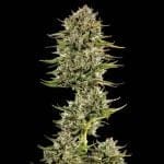 Face Gas AUTO Feminised Seeds - 5-TRS-FG-AUTO-FEM-5
