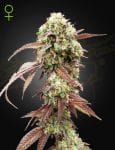 West Coast OG x Gelato 41 Auto Feminised Seeds-GH-WCOGGEL41-AUTO-FEM