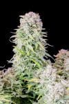 Original Afghan Kush Auto Feminised Seeds-FB-AFKU-AUTO-FEM