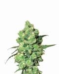 Skunk #1 Regular Seeds - 10-NV-SK1-REG