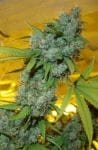 White Skunk Feminised Seeds-SDSM-WS-FEM