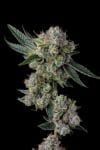 Glue 31 Feminized Seeds