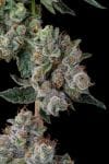 Glue 31 Feminized Seeds-COM-GL31-FEM