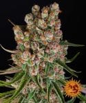 GMO Auto Feminised Seeds-BFS-GMO-AUTO-FEM