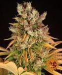 GMO Feminised Seeds-BFS-GMO-FEM