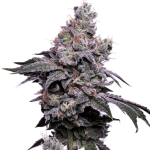 GoldenHaze Feminised Seeds - 5-GRB-GH-FEM-5