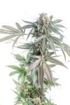 Gorilla Cookies Cake Auto Feminised Seeds-MOSCA-GCC-AUTO-FEM