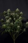 Gorilla Cookies Fast Feminised Seeds-FB-GORCOOK-FAST-FEM