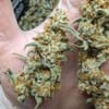 Grape Deebo F1 Auto Feminised Seeds